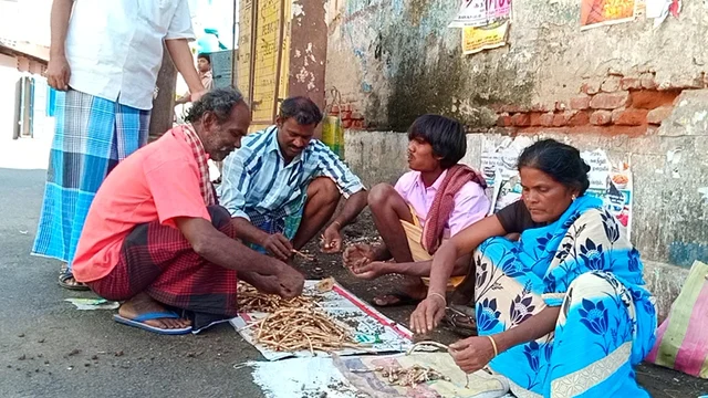 காட்டுக் காளான்