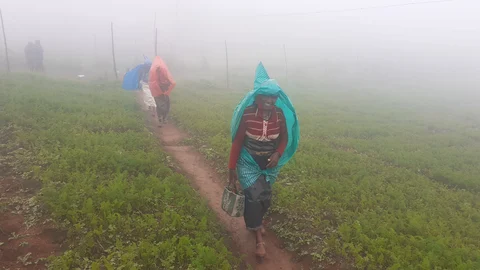 Nilgiri rain and mist