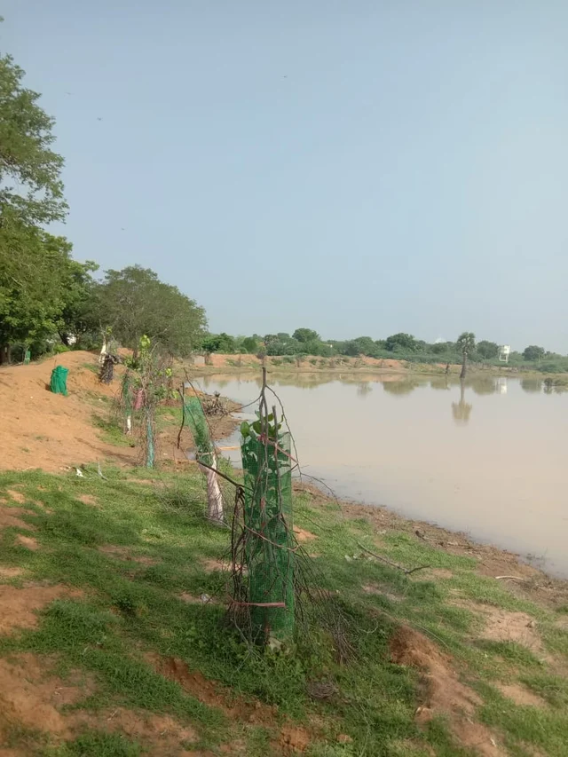 குளத்தில் மரக்கன்று நடவு