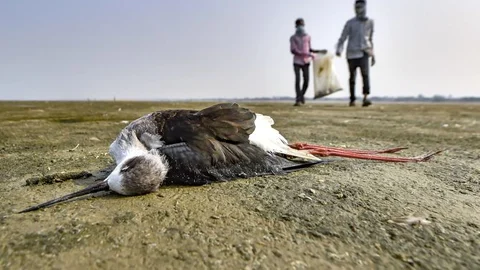 சாம்பர் ஏரி