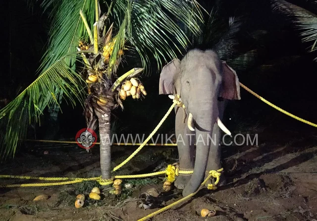 அரிசிராஜா