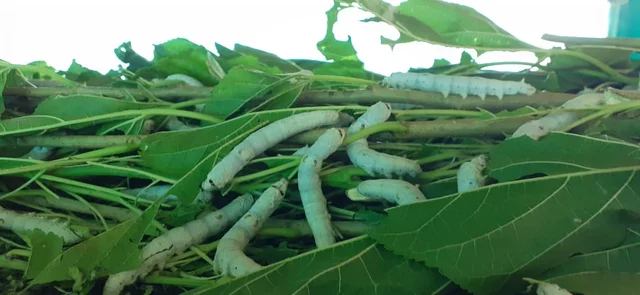 பட்டுப் புழு