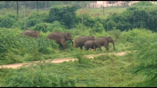 யானை கூட்டம்