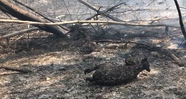 AUSTRALIA FIRE