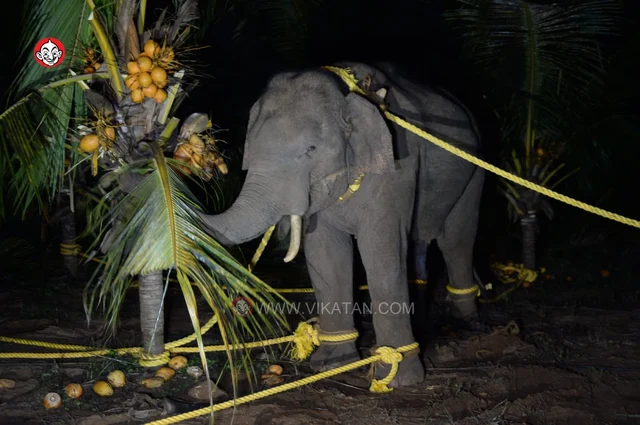 அரிசி ராஜா