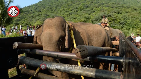 `அரிசி ராஜா' யானை