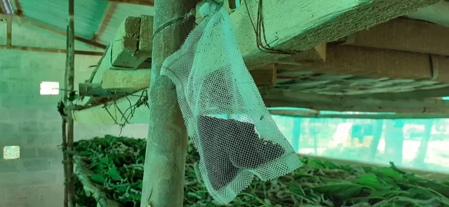 தைமாஸ் ஒட்டுண்ணி ஈக்கள்