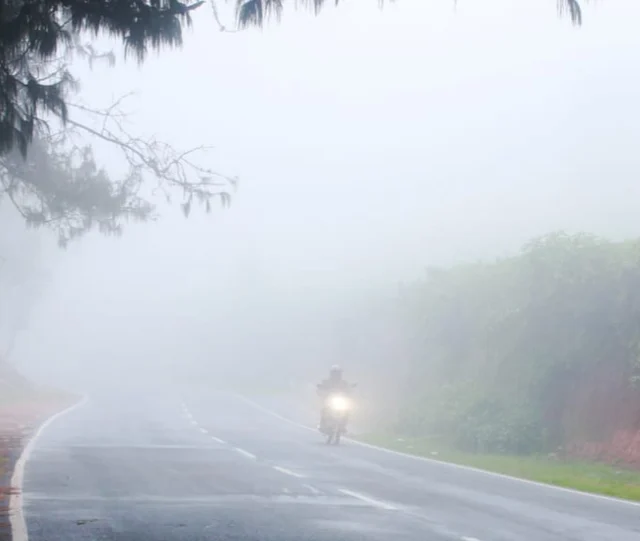 Nilgiri mist