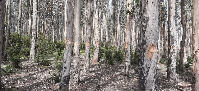 Eucalyptus tree