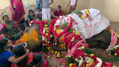 உயிரிழந்த வேதநாயகி யானை