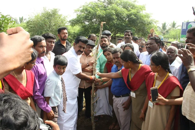 மர போத்து நடவு