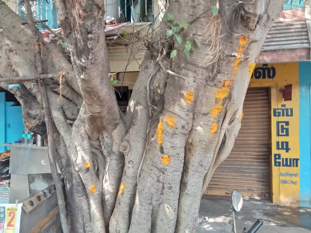 ஆணிகள் பிடுங்கப்பட்ட மரம்