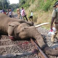 Elephant Accident