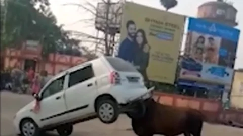 காளை அட்டகாசம்