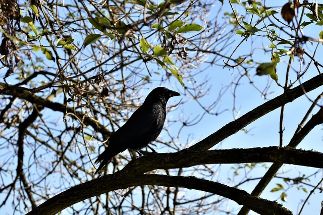 காகம்