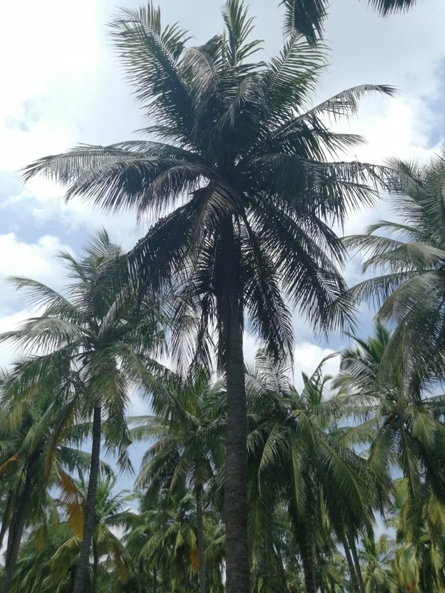 பாதிக்கப்புக்குள்ளான தென்னை