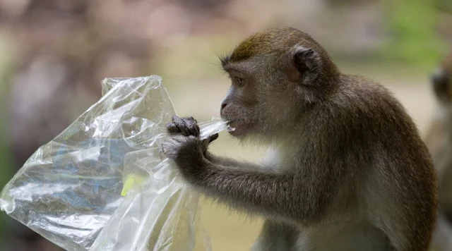 Monkey