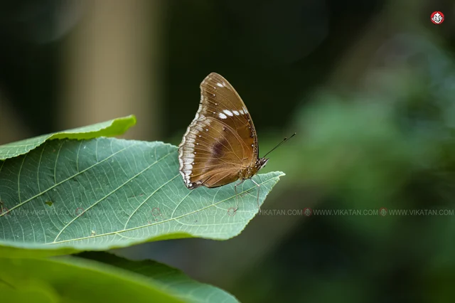வண்ணத்துப்பூச்சி