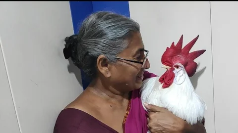 சேவலுடன் வாக்கிங்
