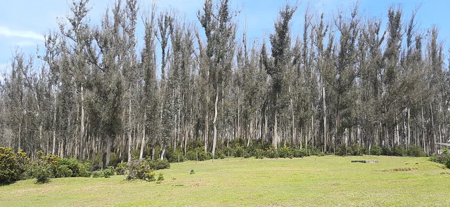 Eucalyptus tree