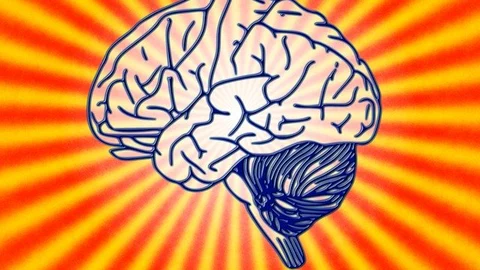 Brain