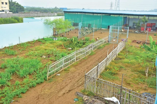 57 சென்ட், மாதம் ரூ.50,000... நாட்டுக்கோழி வளர்ப்பில் அசத்தும் இன்ஜினீயர்!