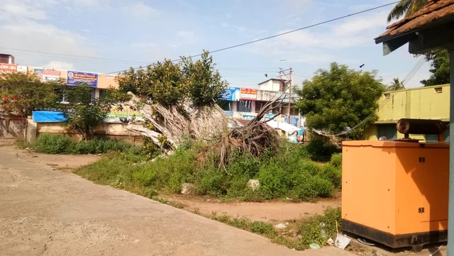 ஆலமரம்