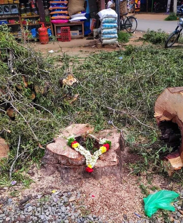 வெட்டப்பட்ட மரத்திற்கு இளைஞர்கள் அஞ்சலி