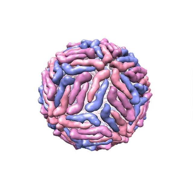 Dengu Virus