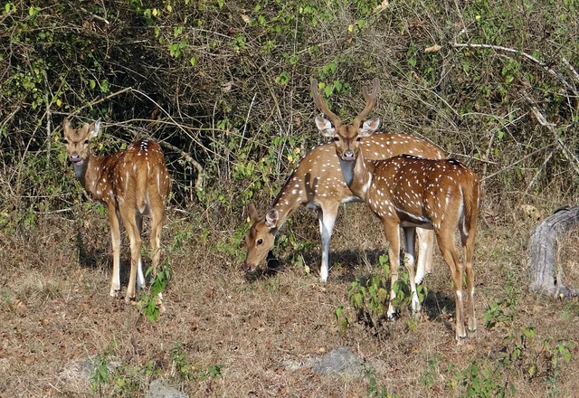 புள்ளி மான்கள்