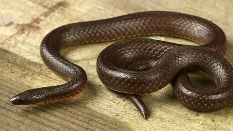 புதிய பாம்பு வகை