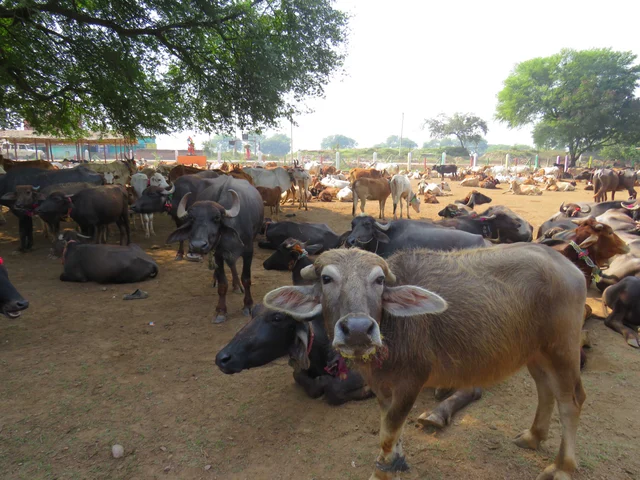 மாடுகள்