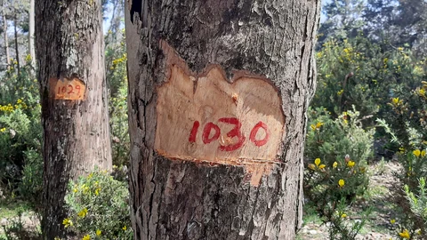 Eucalyptus tree