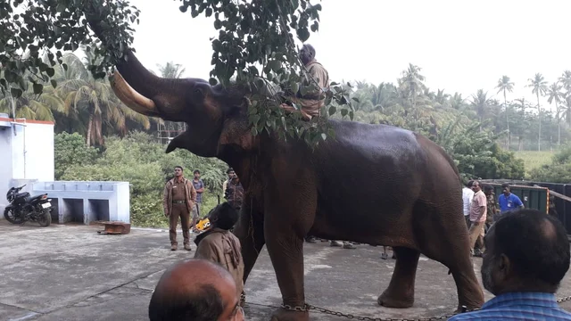 கும்கி