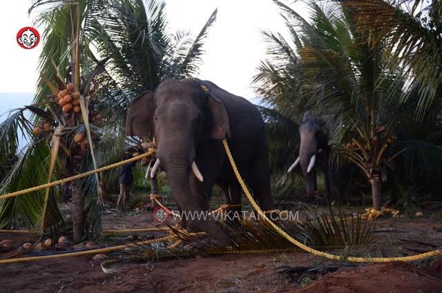 அரிசி ராஜா