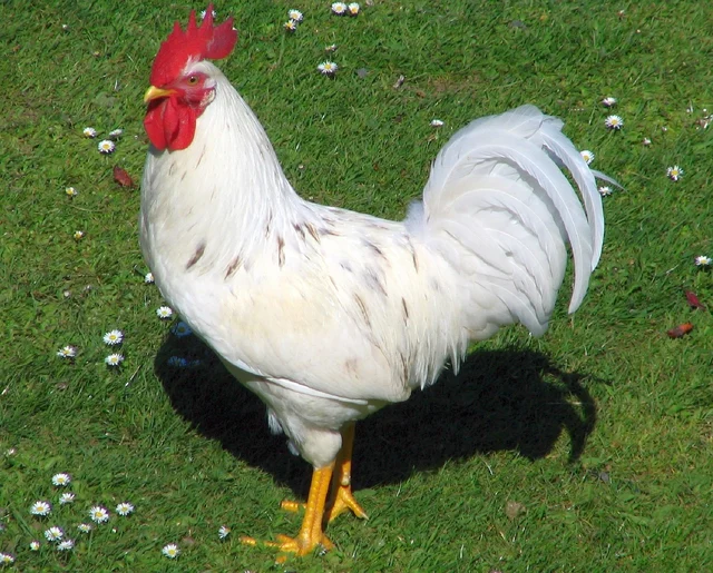 Rooster