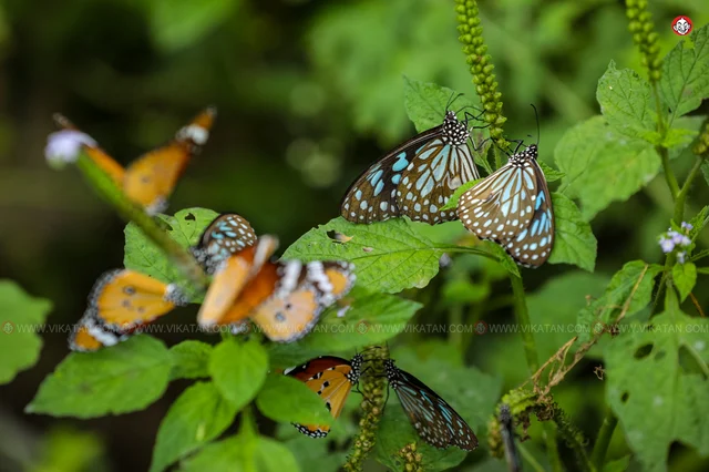வண்ணத்துப்பூச்சி