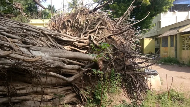 ஆலமரம்