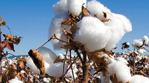 cotton