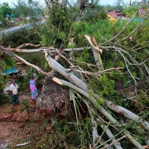 கஜா பாதிப்பு