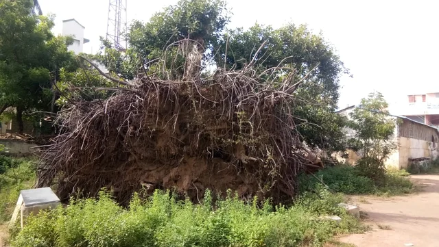 ஆலமரம்