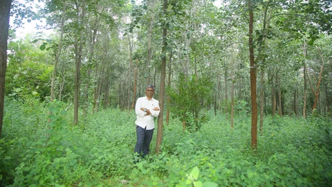 செம்மரம்