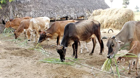 கறவை மாடு