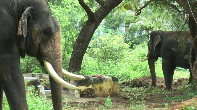 தேவாரத்தில் கும்கி யானைகள்