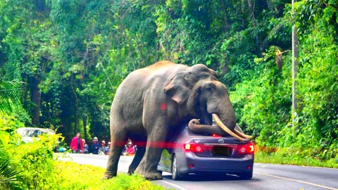 யானை
