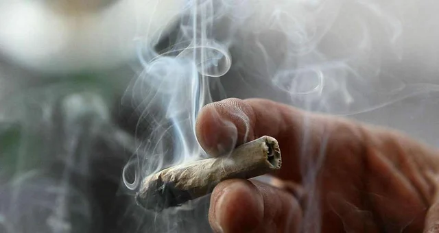 Cannabis