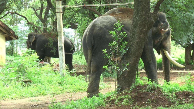 கும்கி யானைகள்