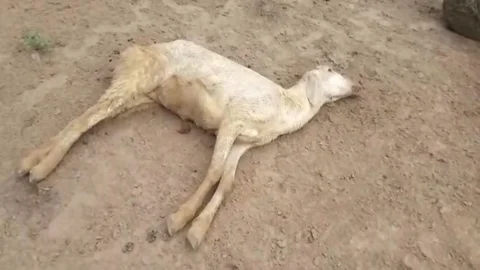 இறந்து கிடக்கும் கால்நடைகள்