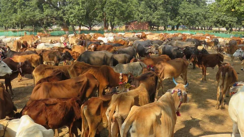 மாடுகள்