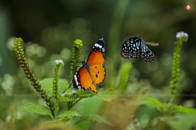 வண்ணத்துப்பூச்சி